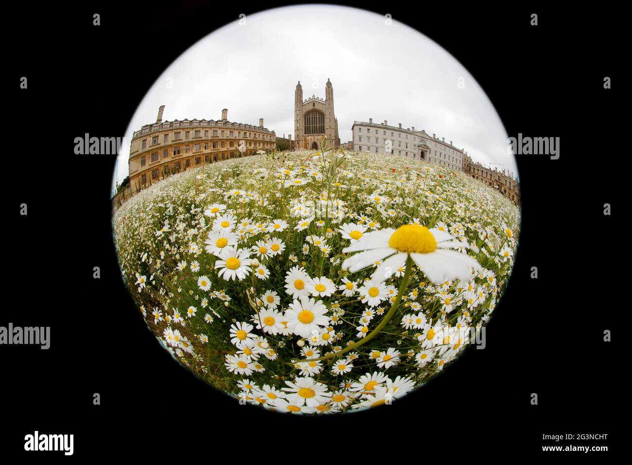 A fisheye lens view of wildflowers growing on the lawn at King's College in Cambridge. Stock Photo