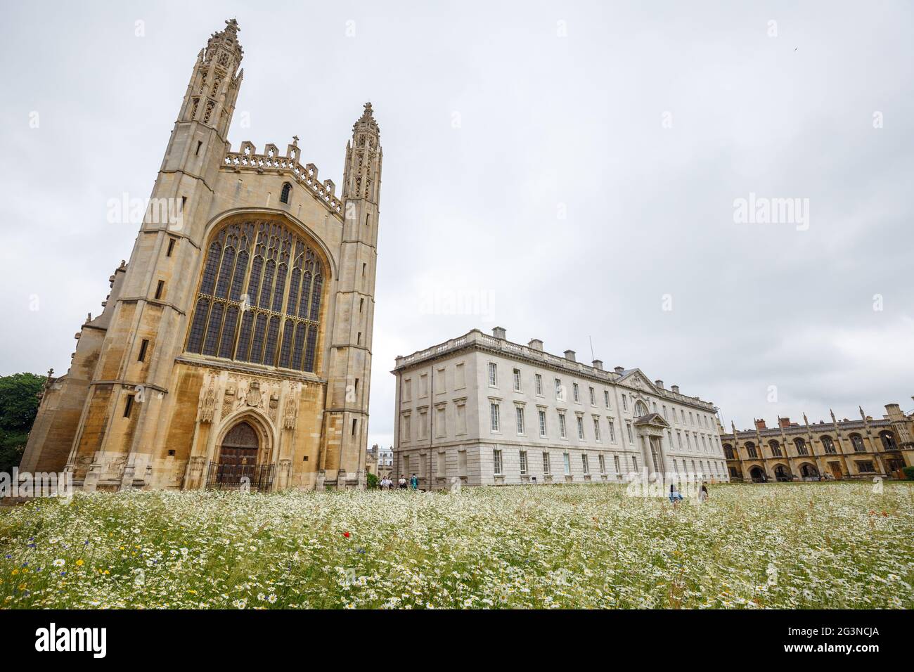 A wide angle landscape view of wildflowers growing on the lawn at King's College in Cambridge. Stock Photo