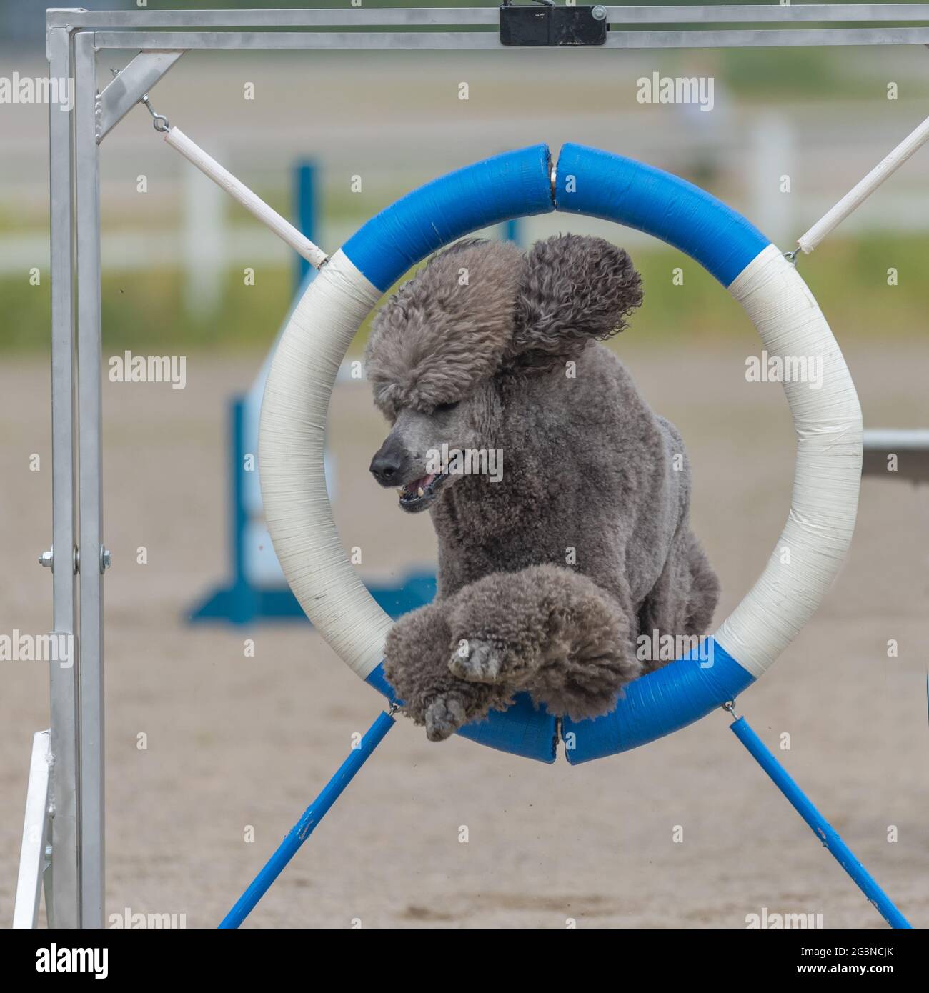 Standard Poodle jumping through agility ring Stock Photo Alamy