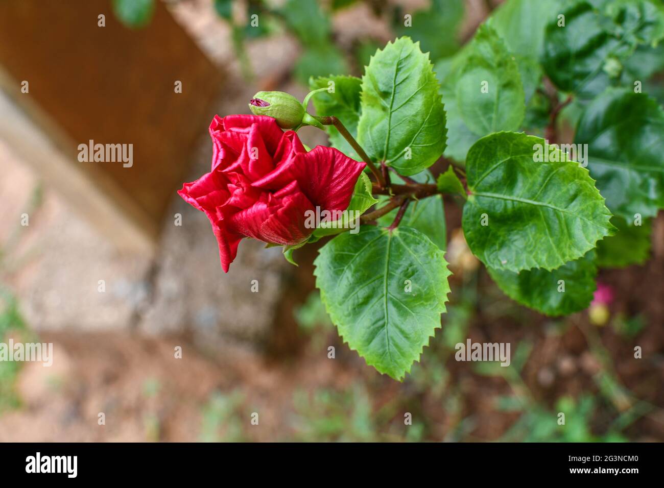 Red Chaina Rose Folding Petals With Bud, Green Leaves And Branches In Outdoor.  Looking Different Natural In Blur Background. Stock Photo