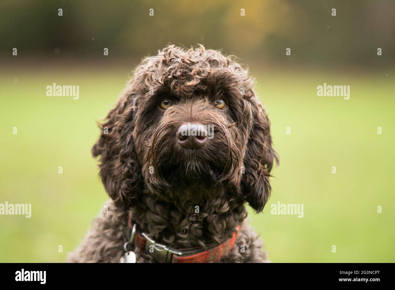 Page 2 - Australian Labradoodle High Resolution Stock Photography and  Images - Alamy