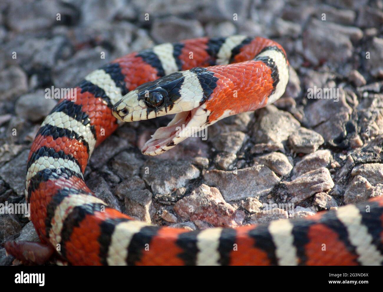 Closeup of king snake with gaping open mouth on gravel road Stock Photo