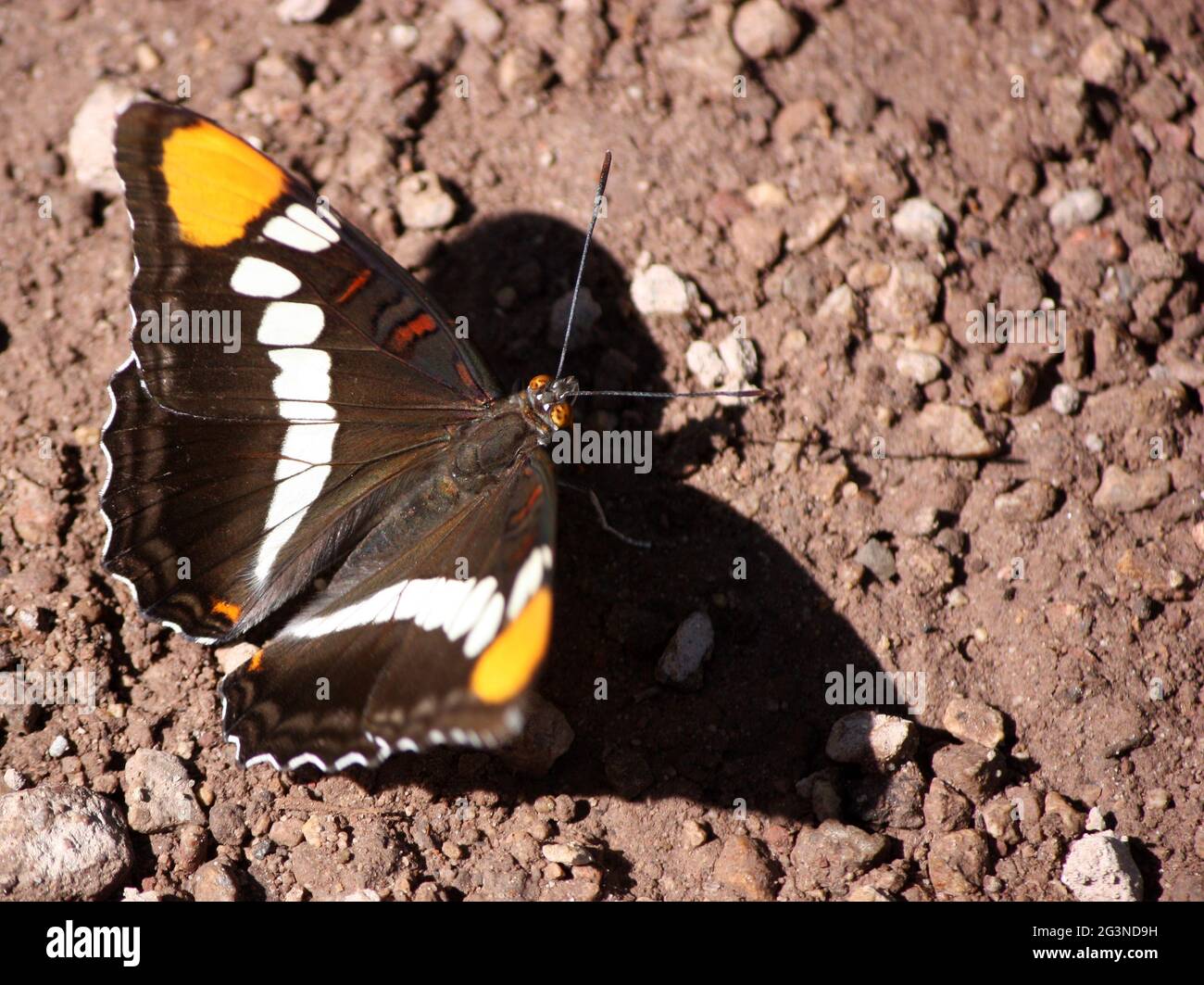 California Sister Butterfly with prismatic brown eyes and open wings Stock Photo
