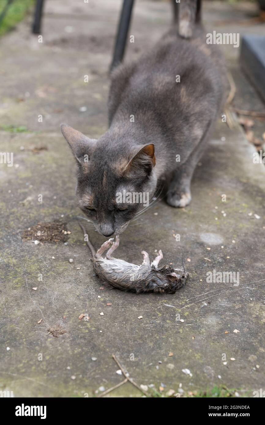 Cat eating rat hires stock photography and images Alamy