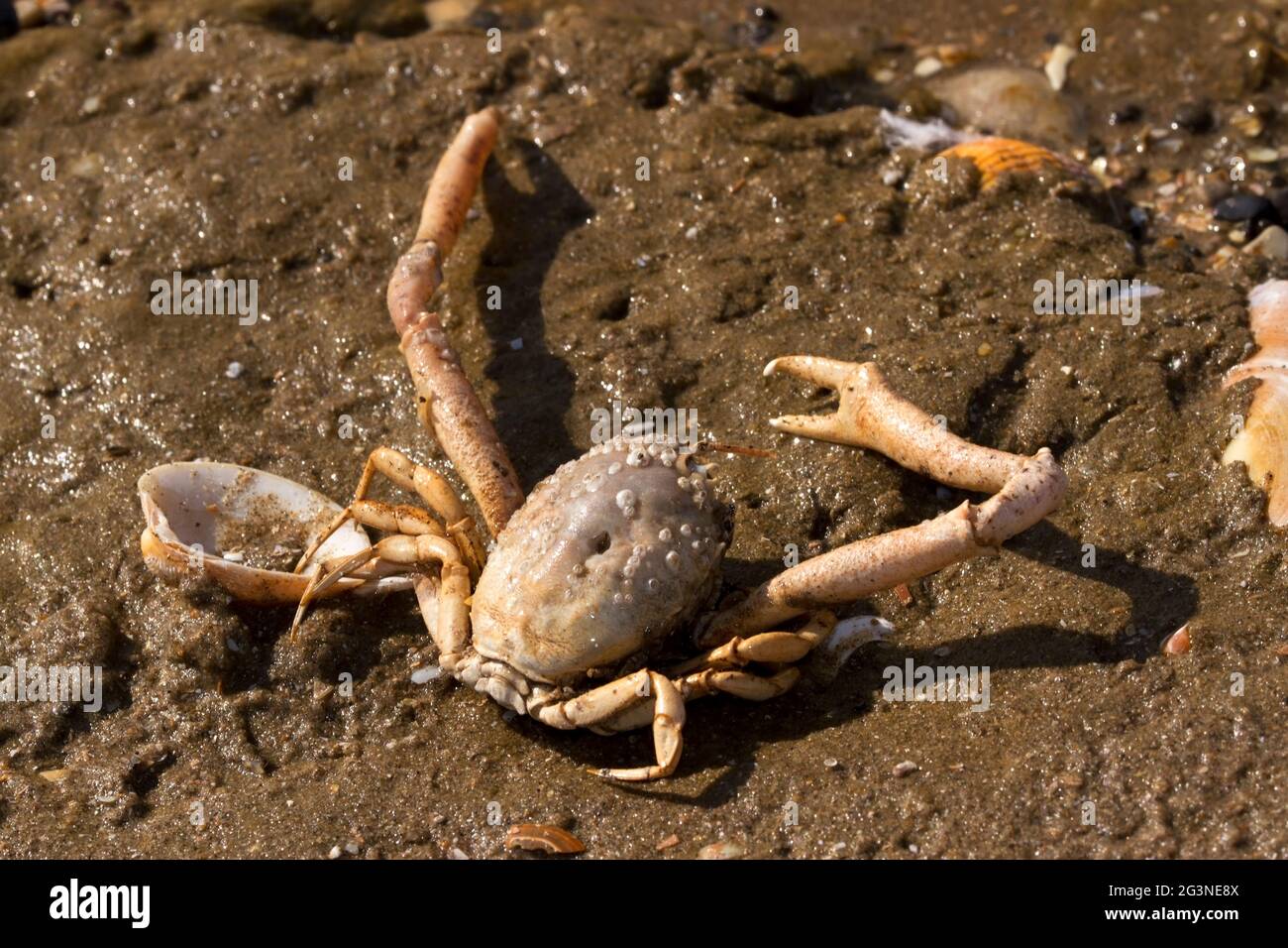 Buried crab hires stock photography and images Alamy