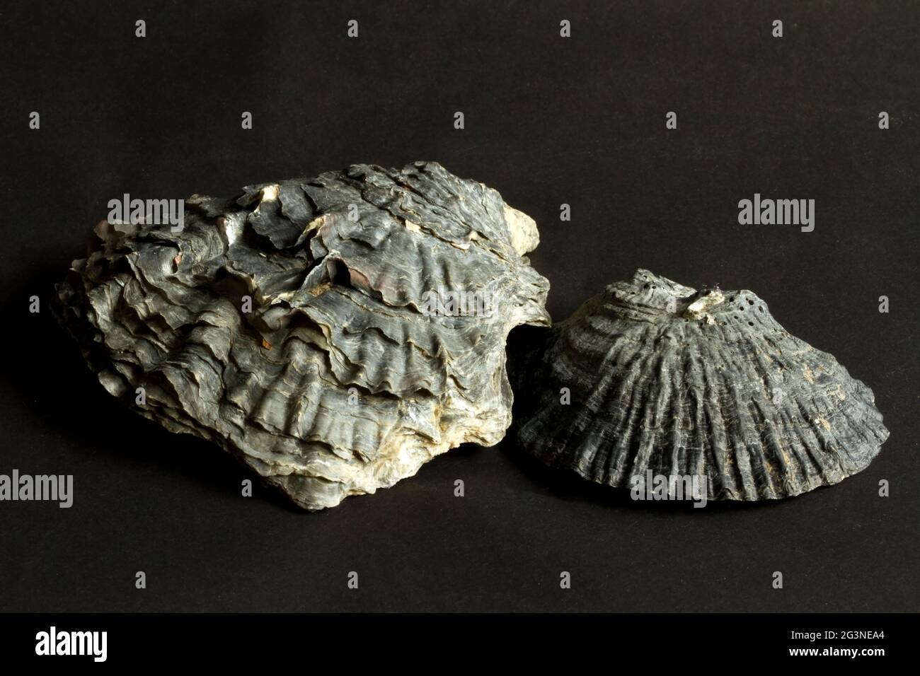 The shell of the Portuguese Oyster is much darker than the Common