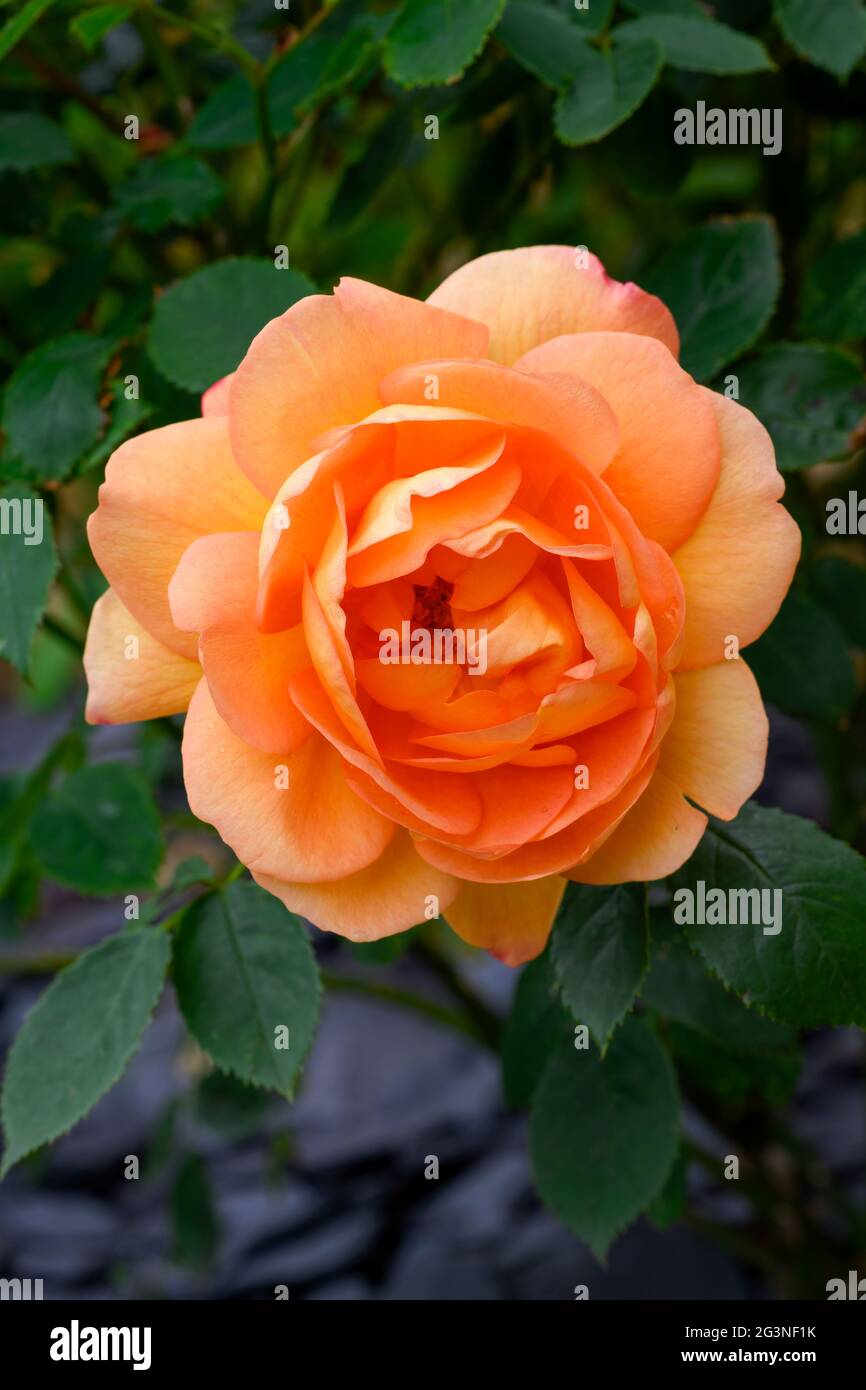Large single orange rose flower in full bloom Stock Photo - Alamy