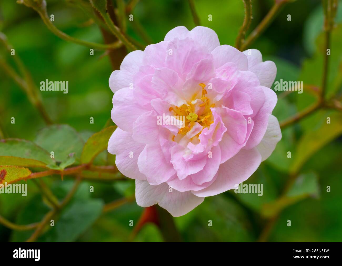 Bloom of a pink and white rambling rose growing over a trellis Stock Photo