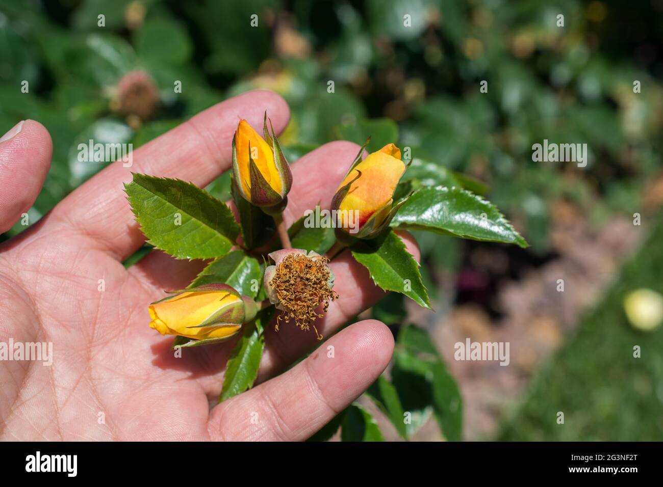 Without stalk hires stock photography and images Alamy