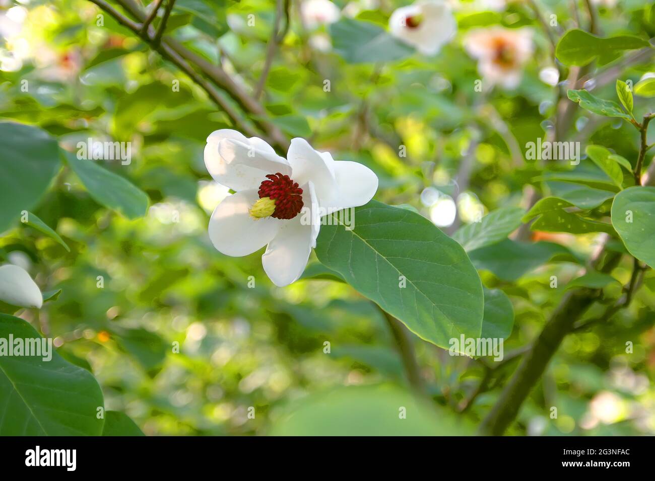 Beautiful magnolia plant blossom in spring park Stock Photo Alamy