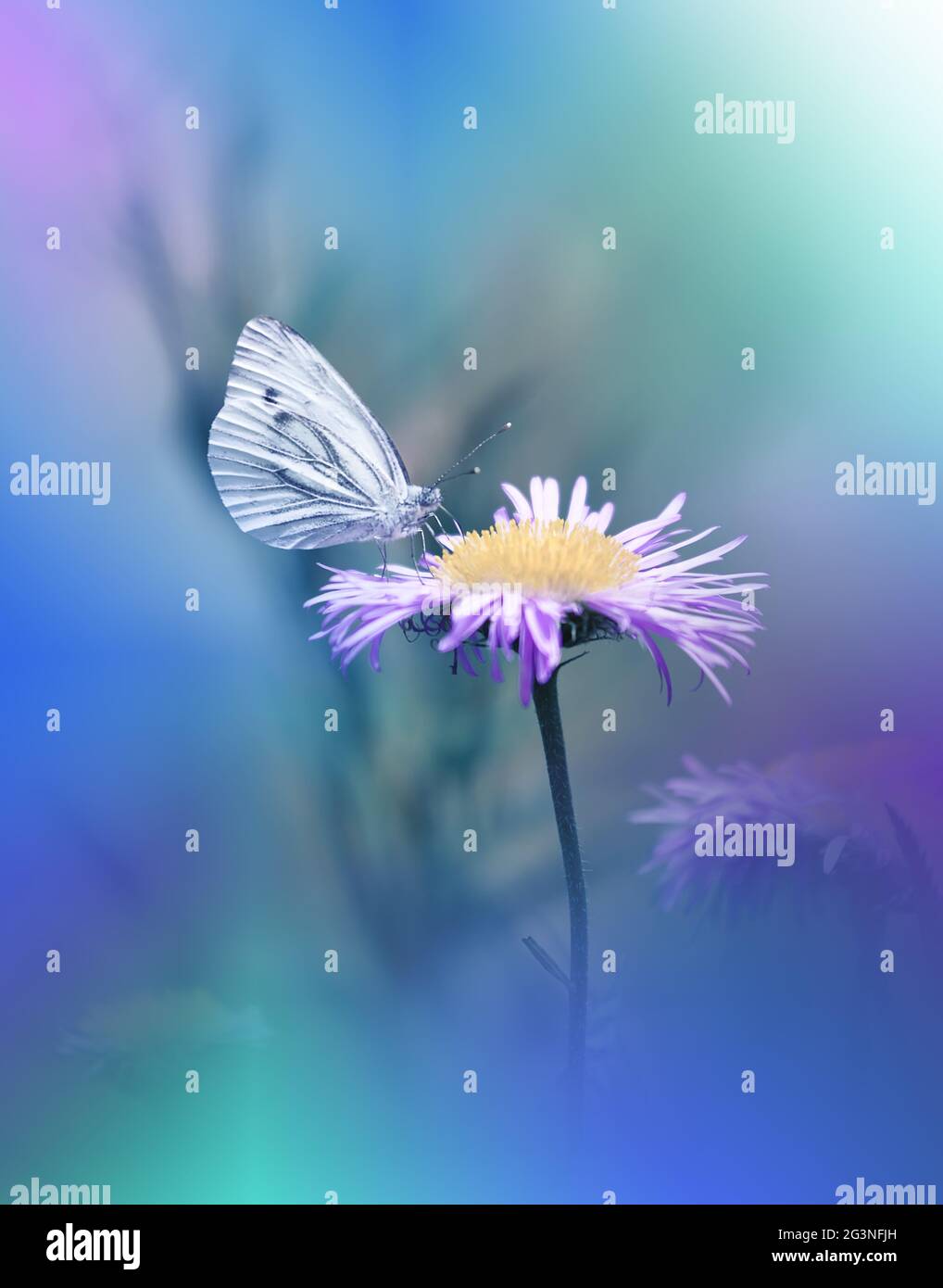 Beautiful Green Nature Background.Floral Art Design.Macro Photography.Butterfly and Wild Field.Creative Artistic Wallpaper.Summer Flowers.Copy Space. Stock Photo