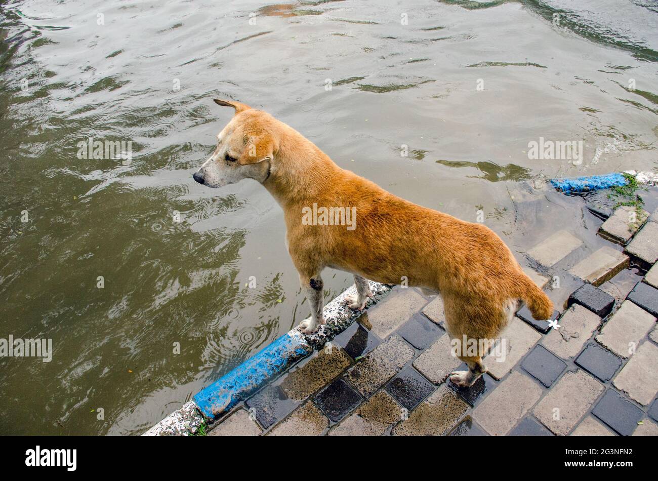 water logging street of kolkata. A dog stands in the footpath and waiting to cross the road. Stock Photo