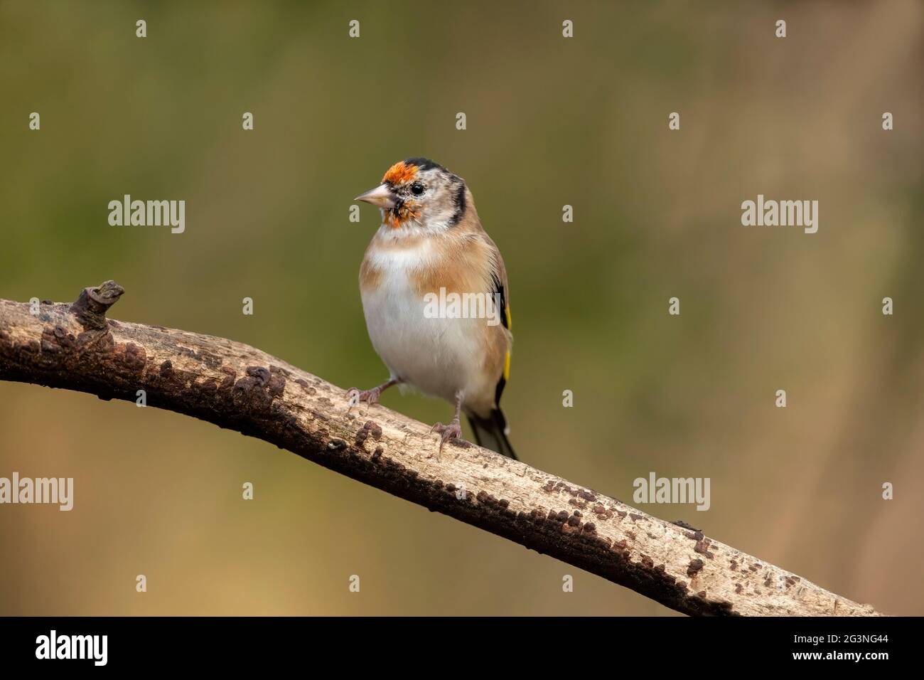 Goldfinch juvenile, perched on a branch, close up in a forest, in Scotland in the winter Stock Photo