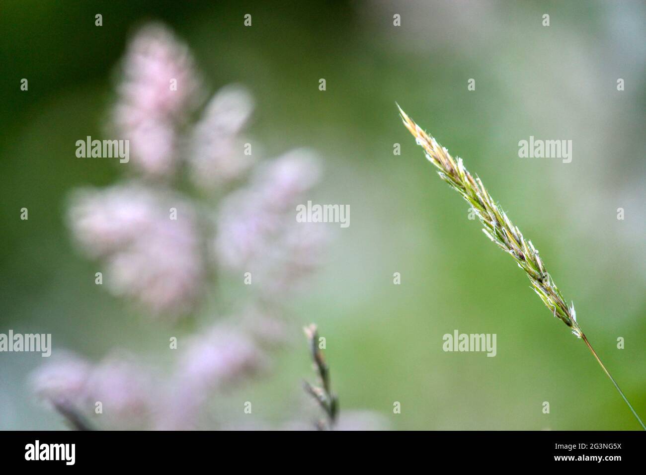 Simple beauty on display with a blade of wheat grass. Stock Photo