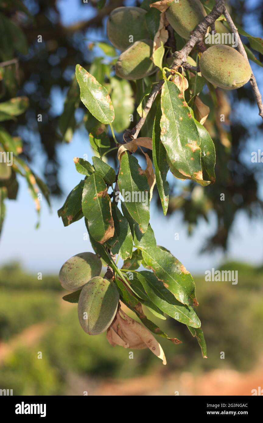 Close-up of a branch of an almond tree that has leaves and fruits in the process of maturing with the rest of the fields in the background Stock Photo