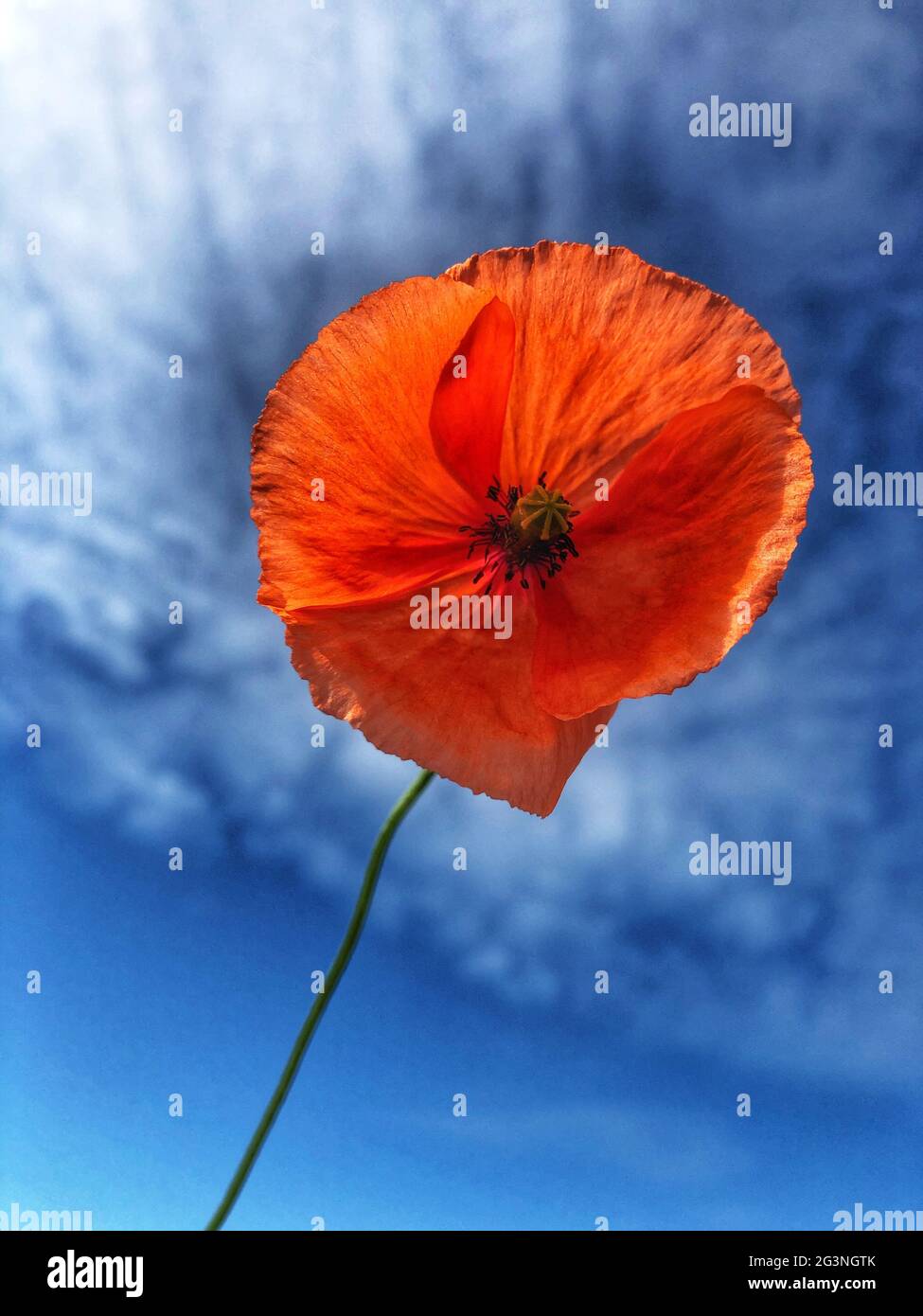 Bright red poppy flower against a blue sky with copy space Stock Photo ...