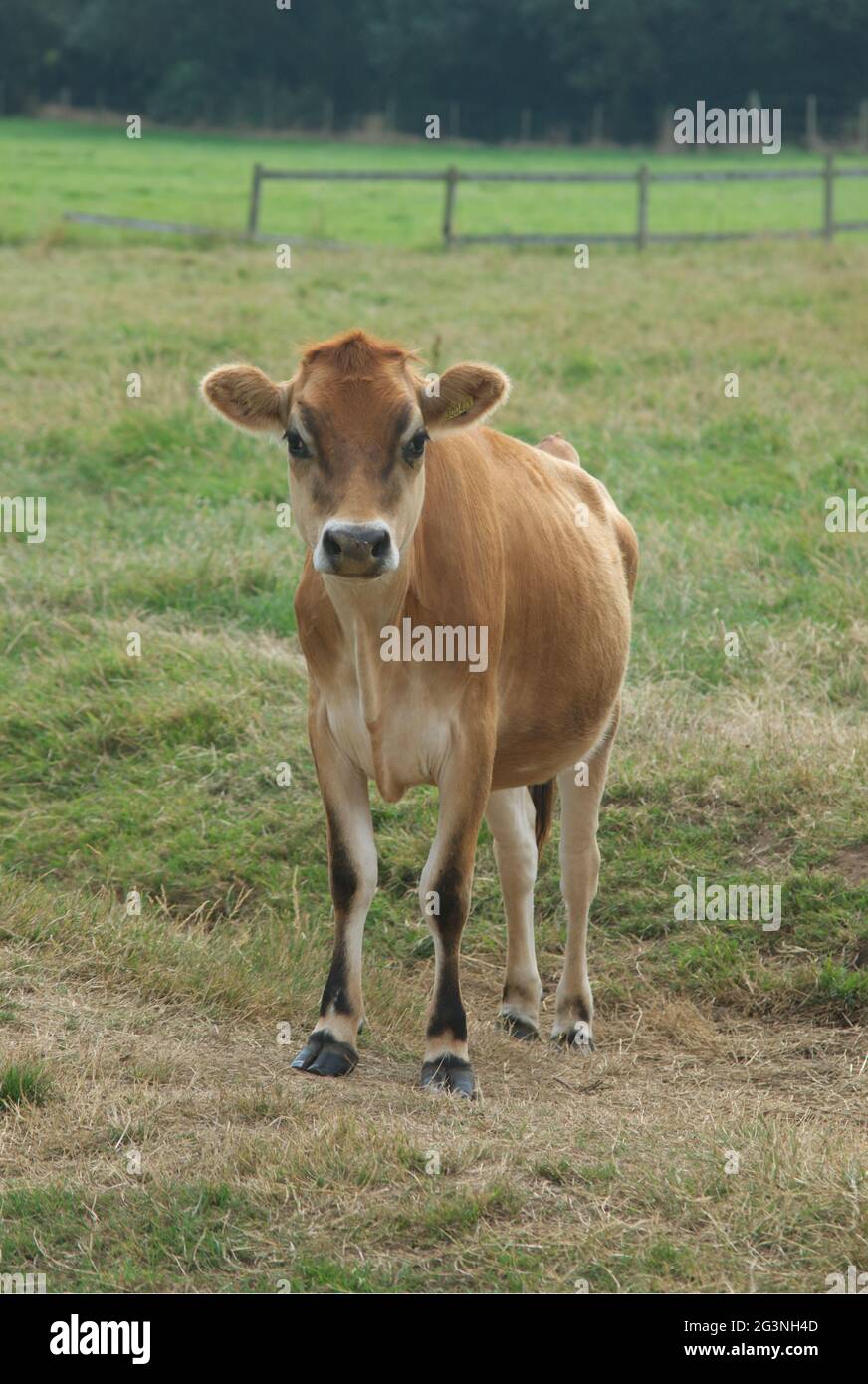 Jersey cow jersey hi-res stock photography and images - Alamy