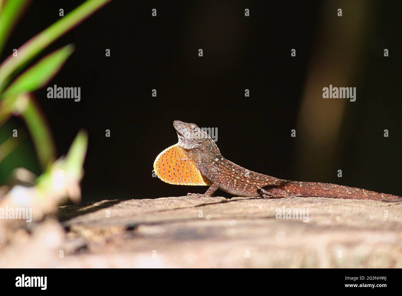 Brown Anole displaying orange and red throat fan Stock Photo