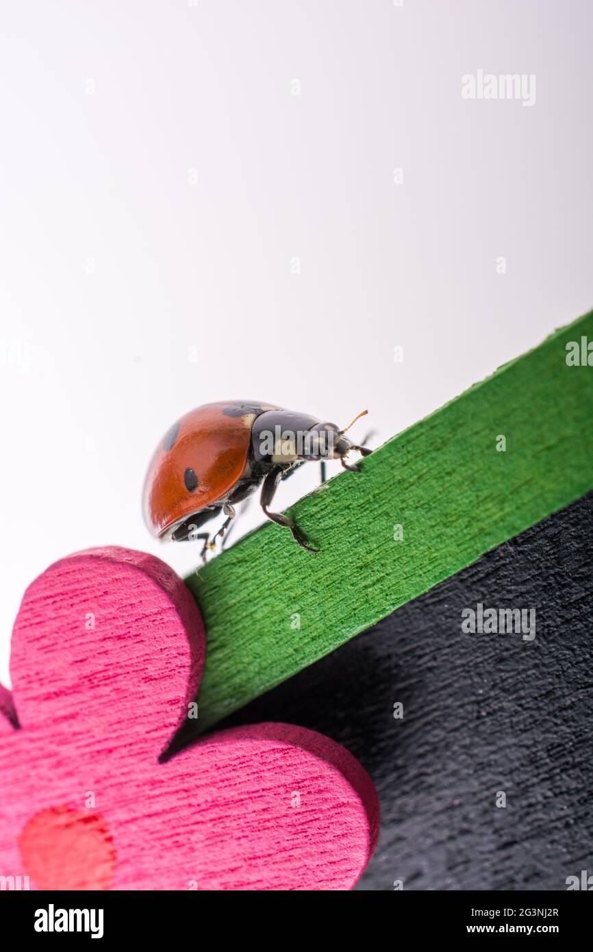 Beautiful red ladybug walking on a fake flower Stock Photo