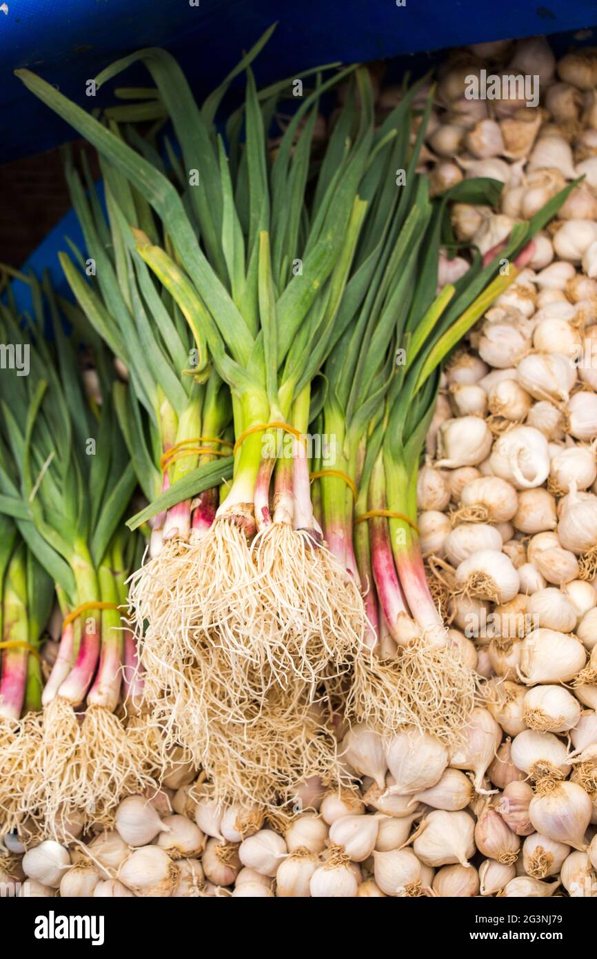 Bunch garlic bulbs hi-res stock photography and images - Alamy