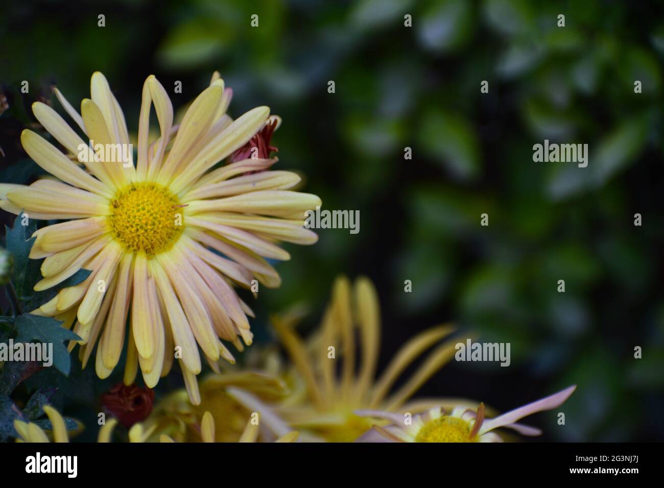Beautiful chrysanthemum marigold flower Stock Photo Alamy