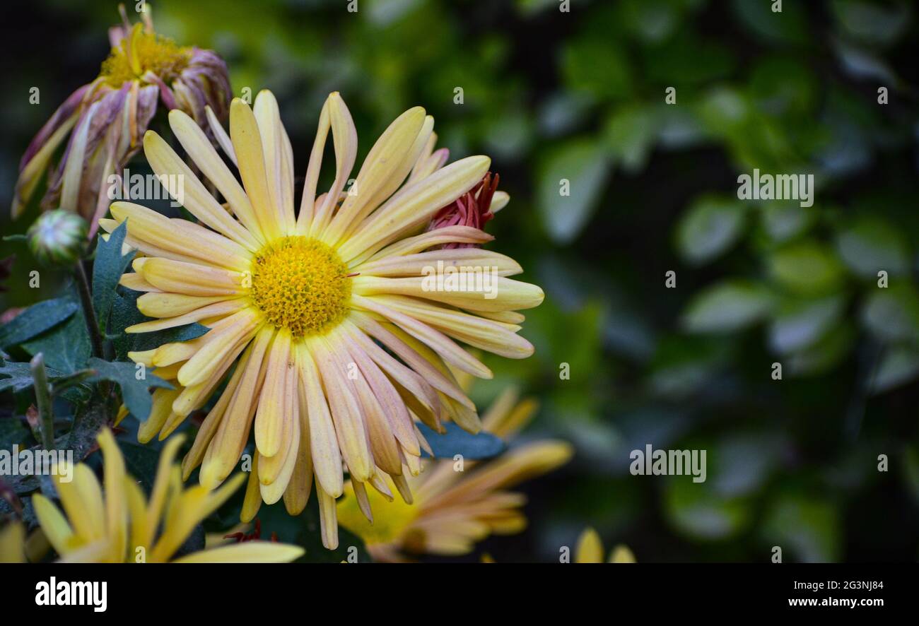 Beautiful chrysanthemum marigold flower Stock Photo Alamy