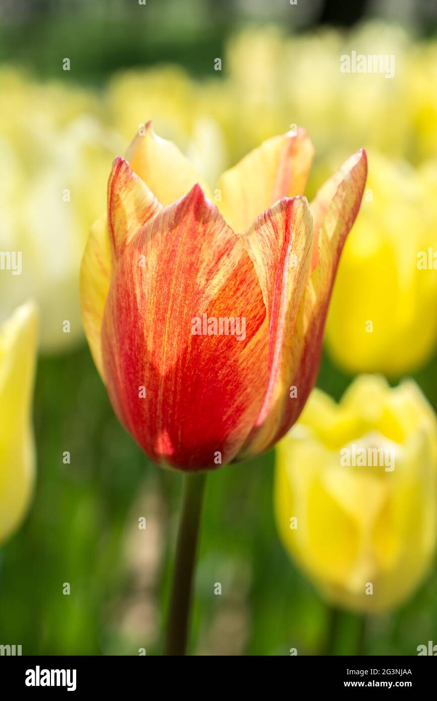 Tulip flower garden nature hi-res stock photography and images - Alamy