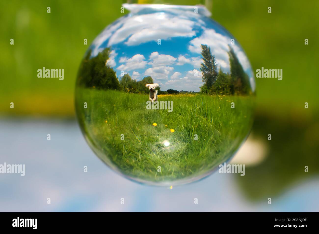 Lens ball in field with dog Stock Photo