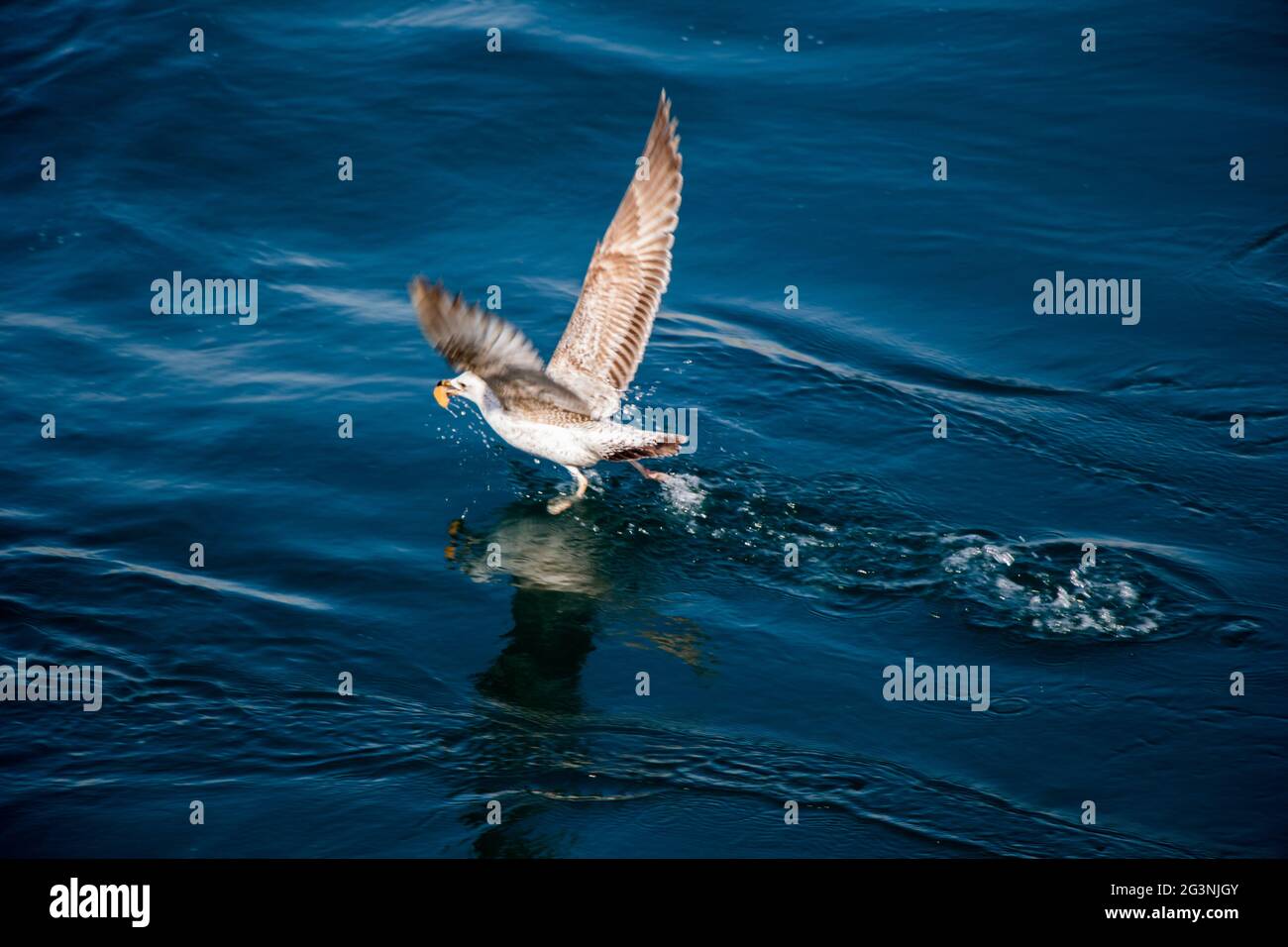 Single seagull flying over sea waters Stock Photo