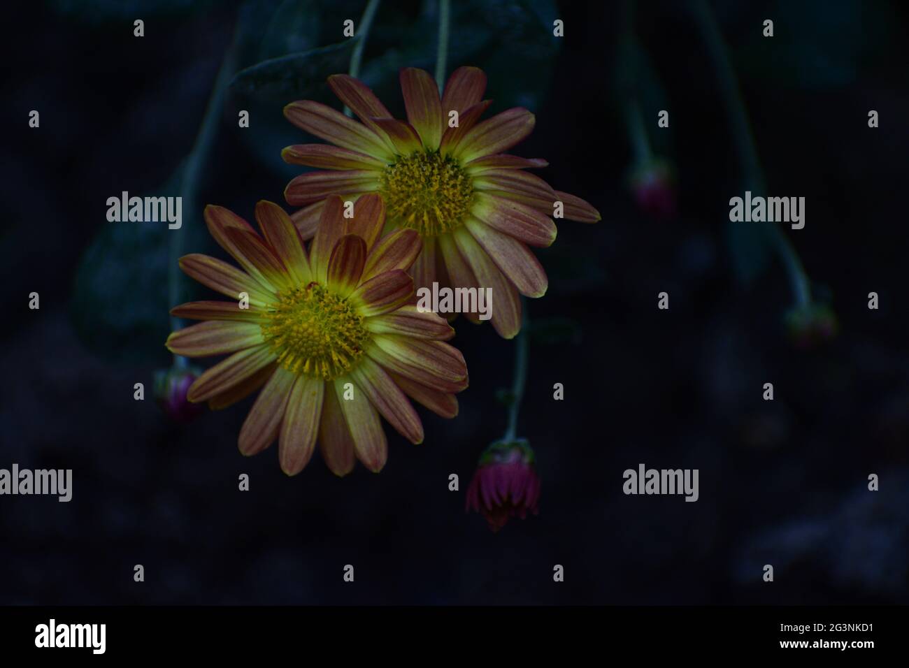 Beautiful daisy flower in india Stock Photo Alamy