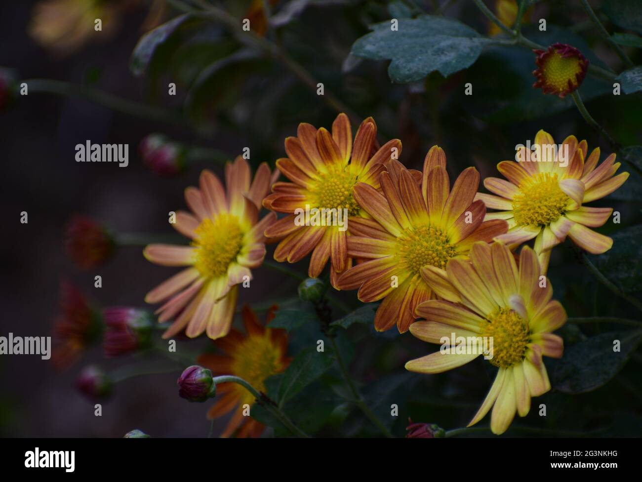 Beautiful daisy flower in india Stock Photo Alamy