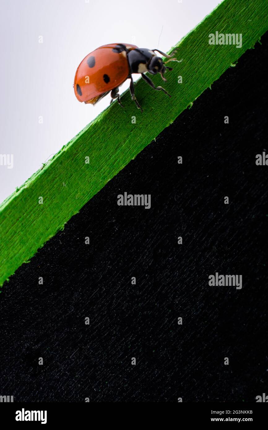 Beautiful red ladybug walking on a notice board Stock Photo