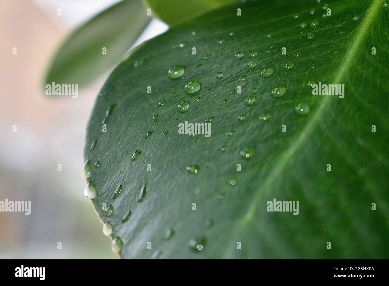 Raindrops on leaf Stock Photo