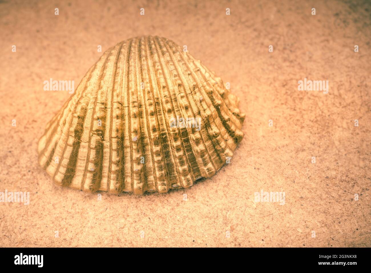 Little gold colored seashell Stock Photo Alamy