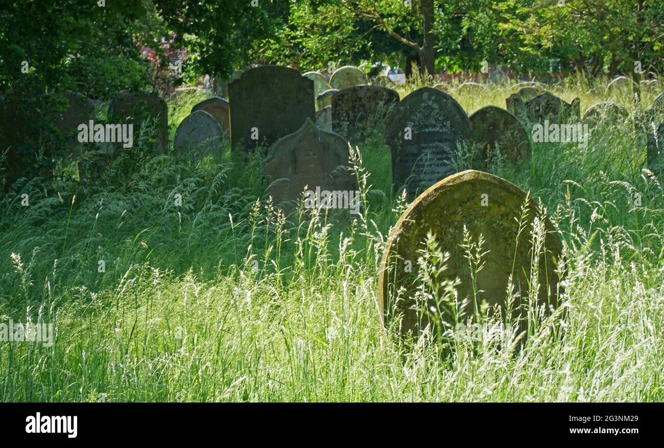 Grave yard with grass left to grow long to help insect wildlife. Grave stones long grass and trees. Stock Photo
