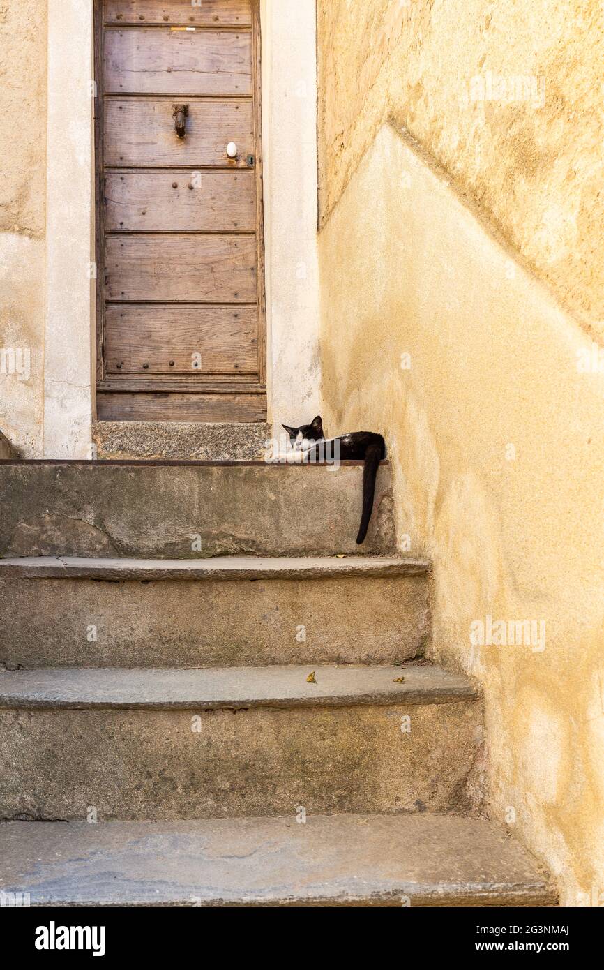 Cat lying at the top of a staircase, in the footsteps of a closed door. Pigna. Corsica, France Stock Photo
