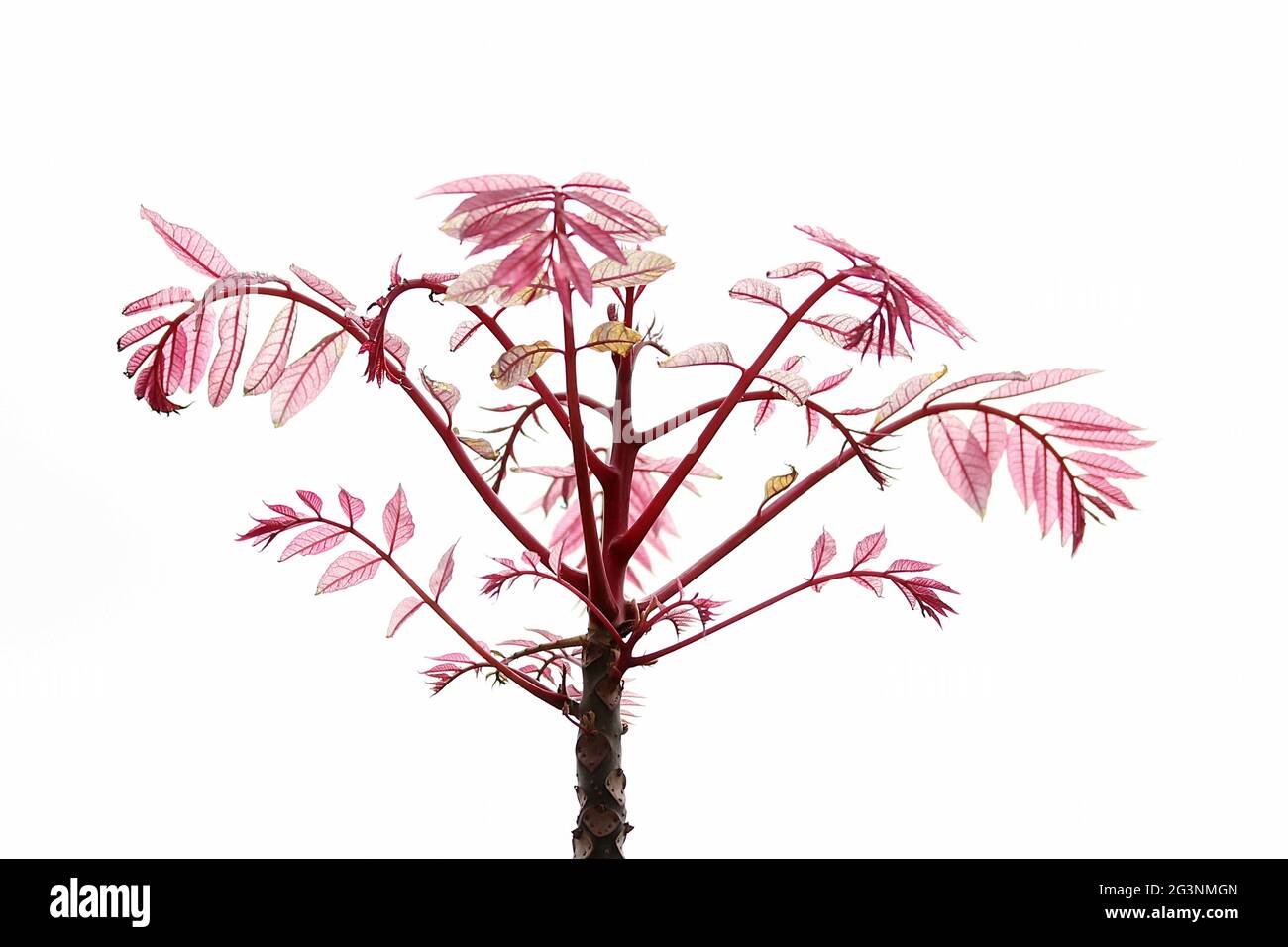Chinese Cedar Tree ‘Flamingo’ Stock Photo Alamy