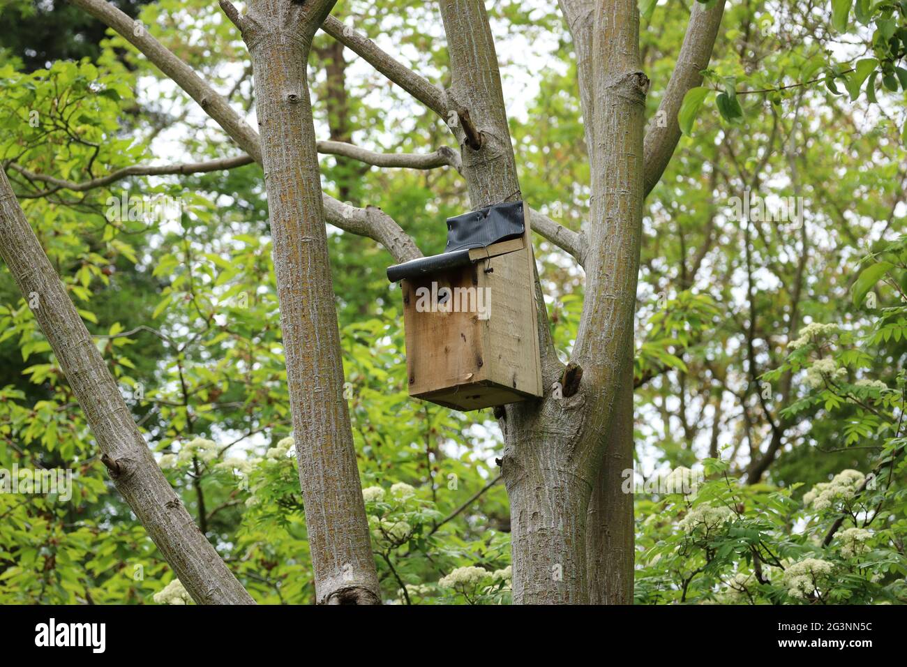 Nest box attached to snake bark acer tree in woods - Sharnbrook, Bedfordshire, England, UK Stock Photo