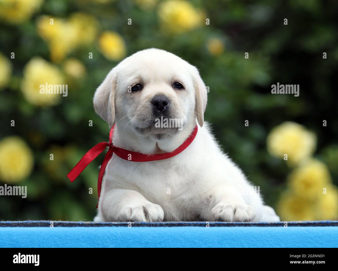 sweet yellow labrador puppy on the blue background Stock Photo - Alamy