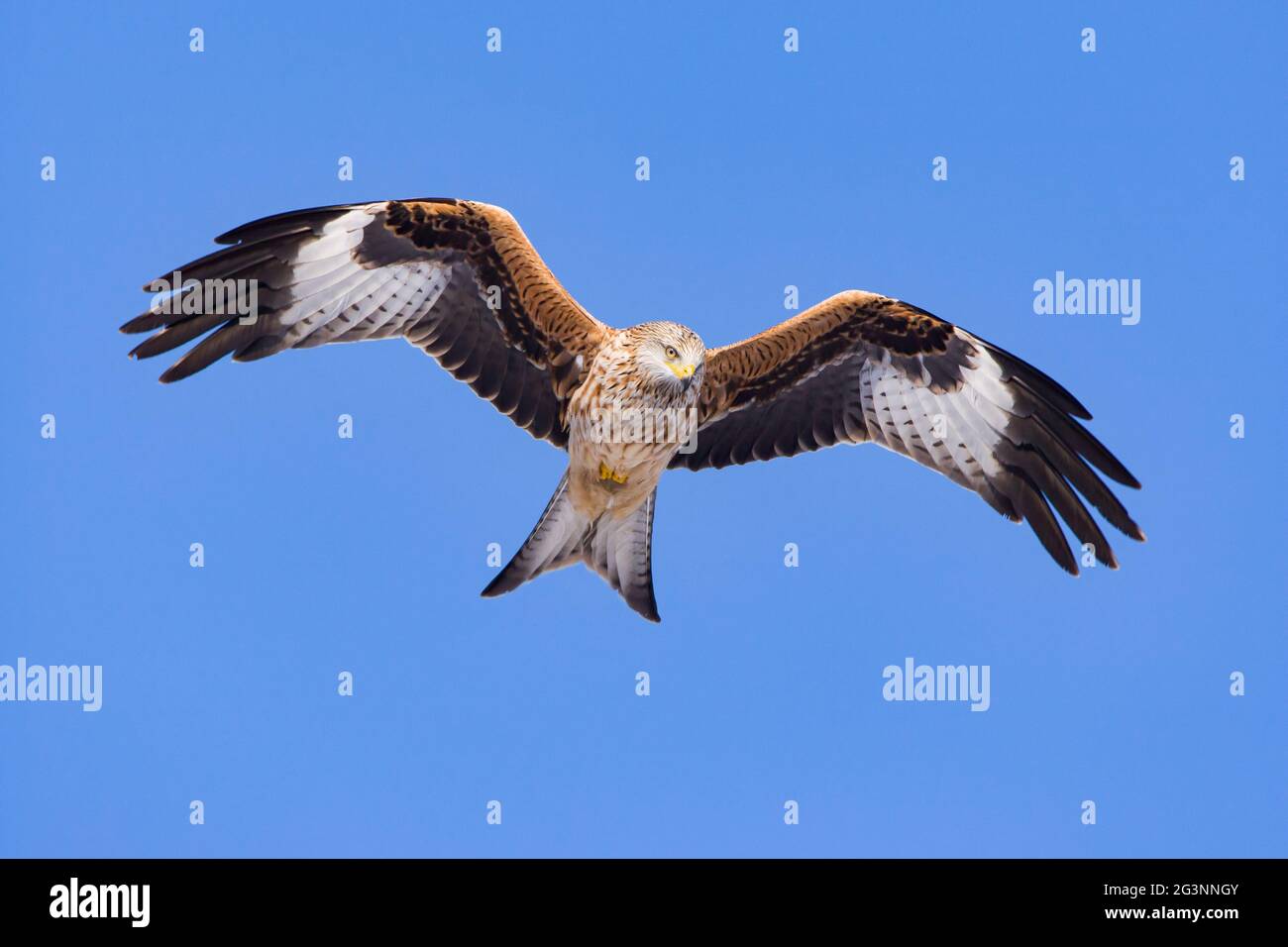 Red Kite in flight Stock Photo Alamy