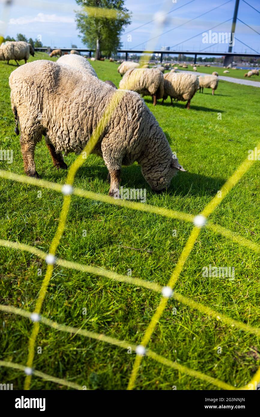 Flock of sheep grazing in green field Stock Photo - Alamy