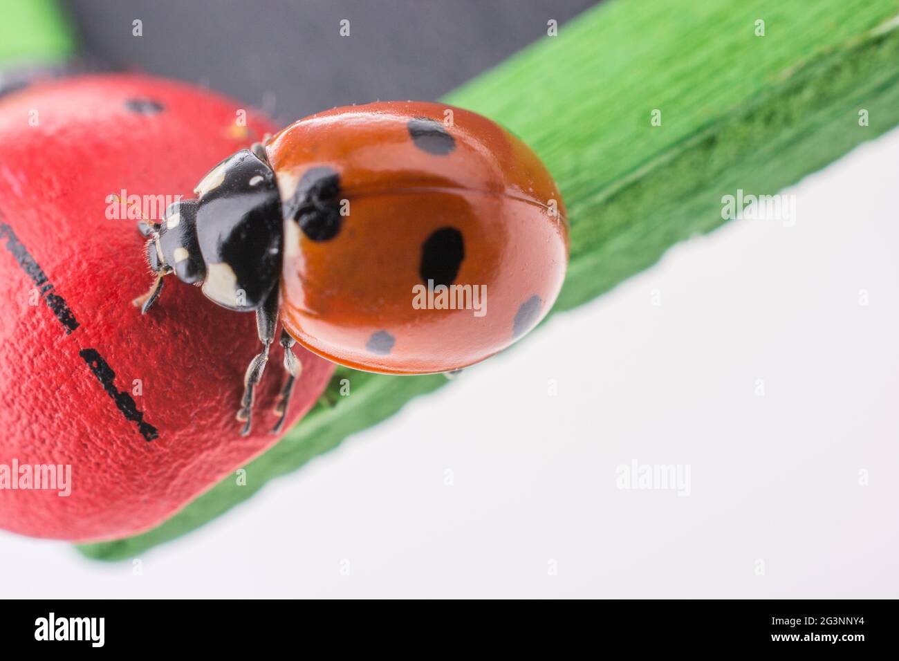 Beautiful red ladybug walking around objects Stock Photo