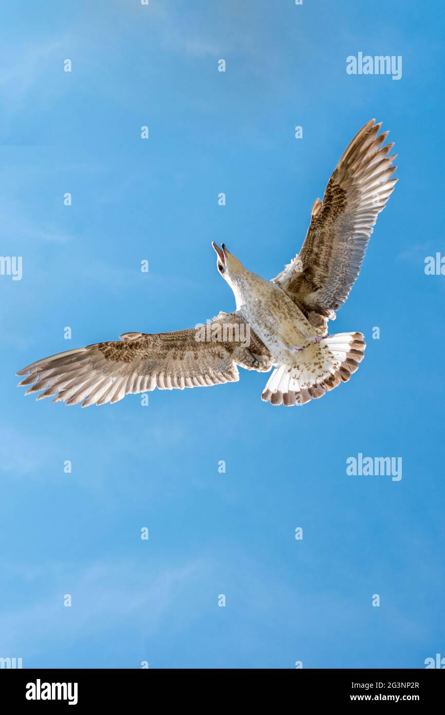 Single seagull flying in a cloudy sky Stock Photo - Alamy