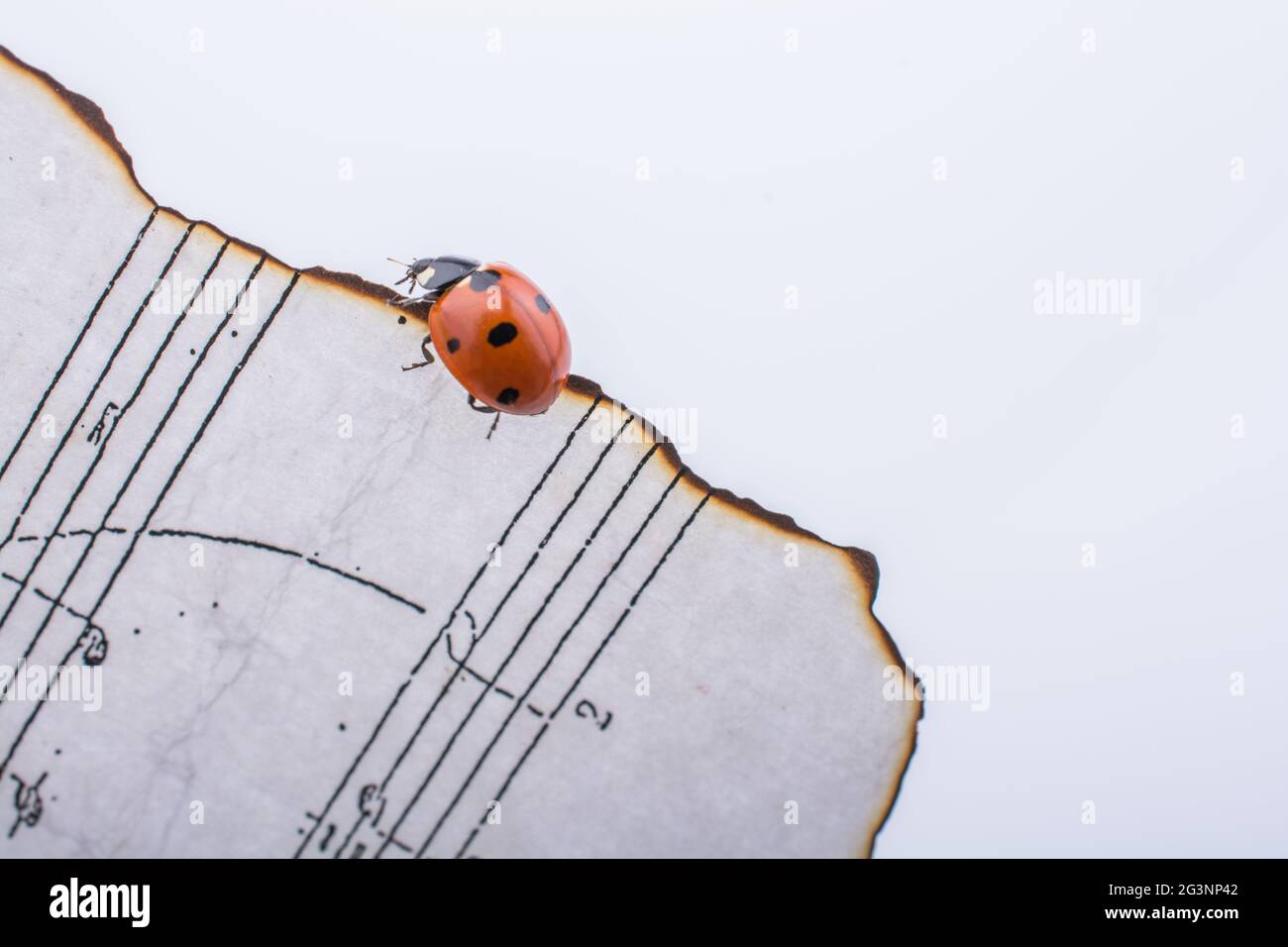 Beautiful red ladybug walking on burnt paper Stock Photo
