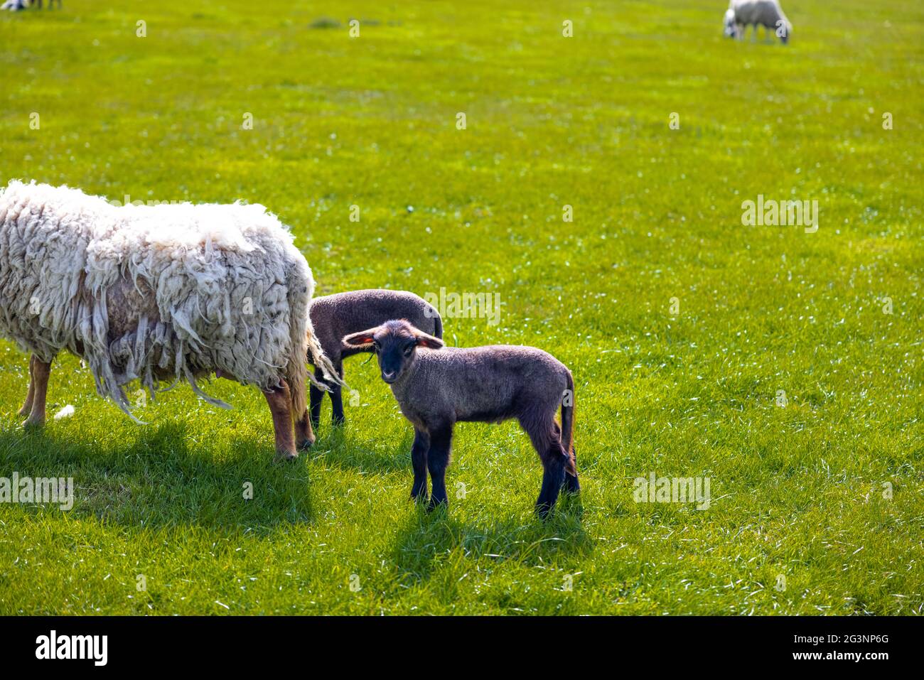 Flock of sheep in green field Stock Photo - Alamy