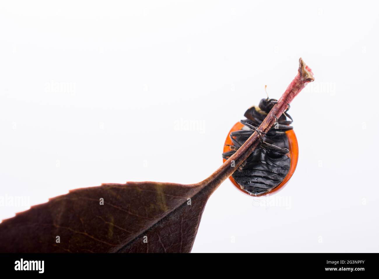 Beautiful red ladybug walking on a dry leaf Stock Photo