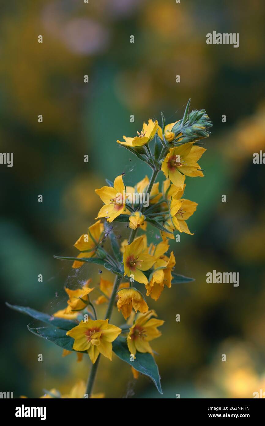The moneywort ( Lysimachia nummularia ) Stock Photo