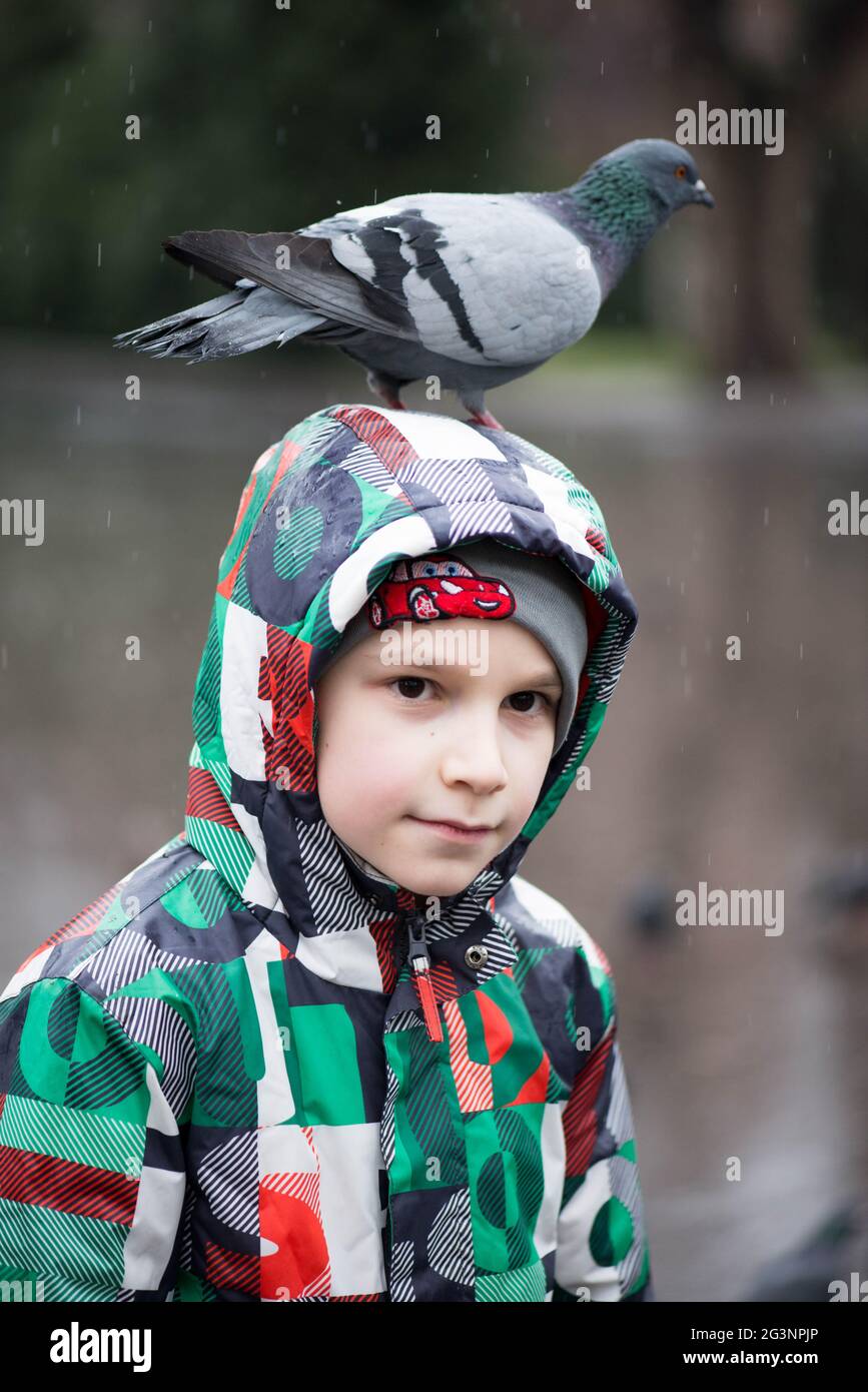 Gray And White Dove Sits On The Hood Stock Photo Alamy