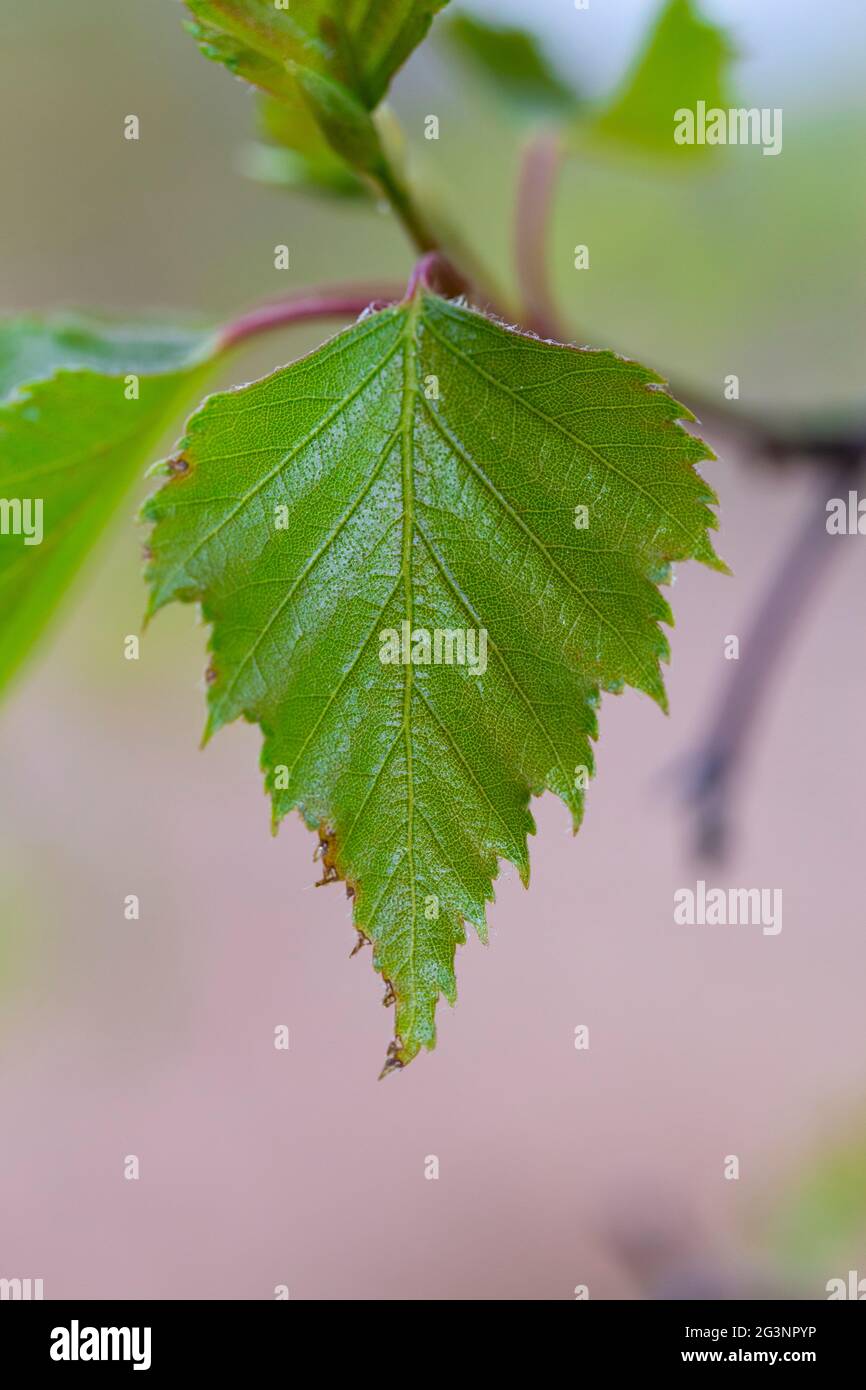 Betula pendula leaf Stock Photo - Alamy