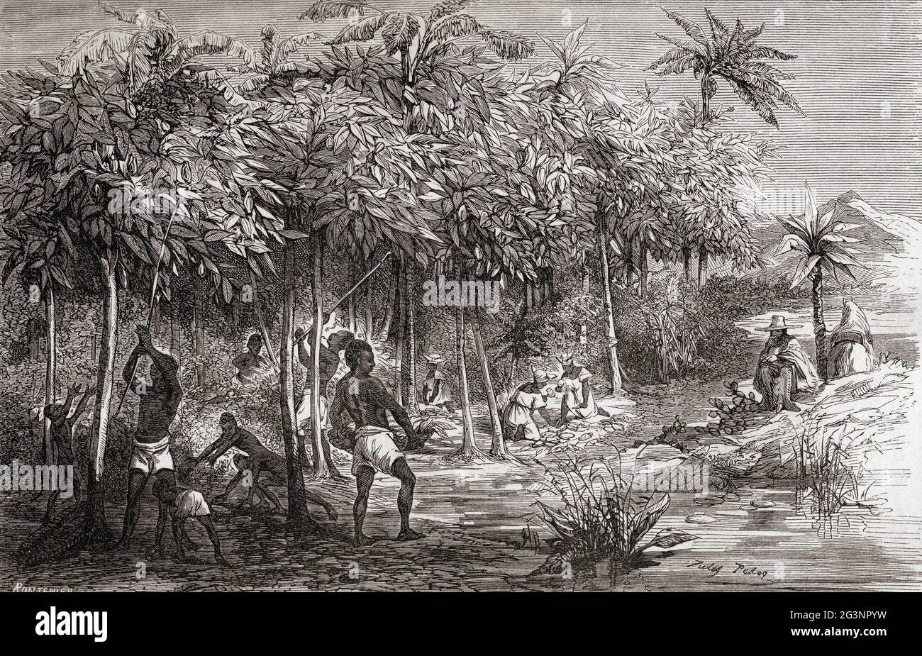 Slaves harvesting cacao from a plantation in Mexico, 19th century.  From Le Savant du Foyer ou Notions Scientifiques Sur Les Objets Usuels de la Vie, published 1864 Stock Photo
